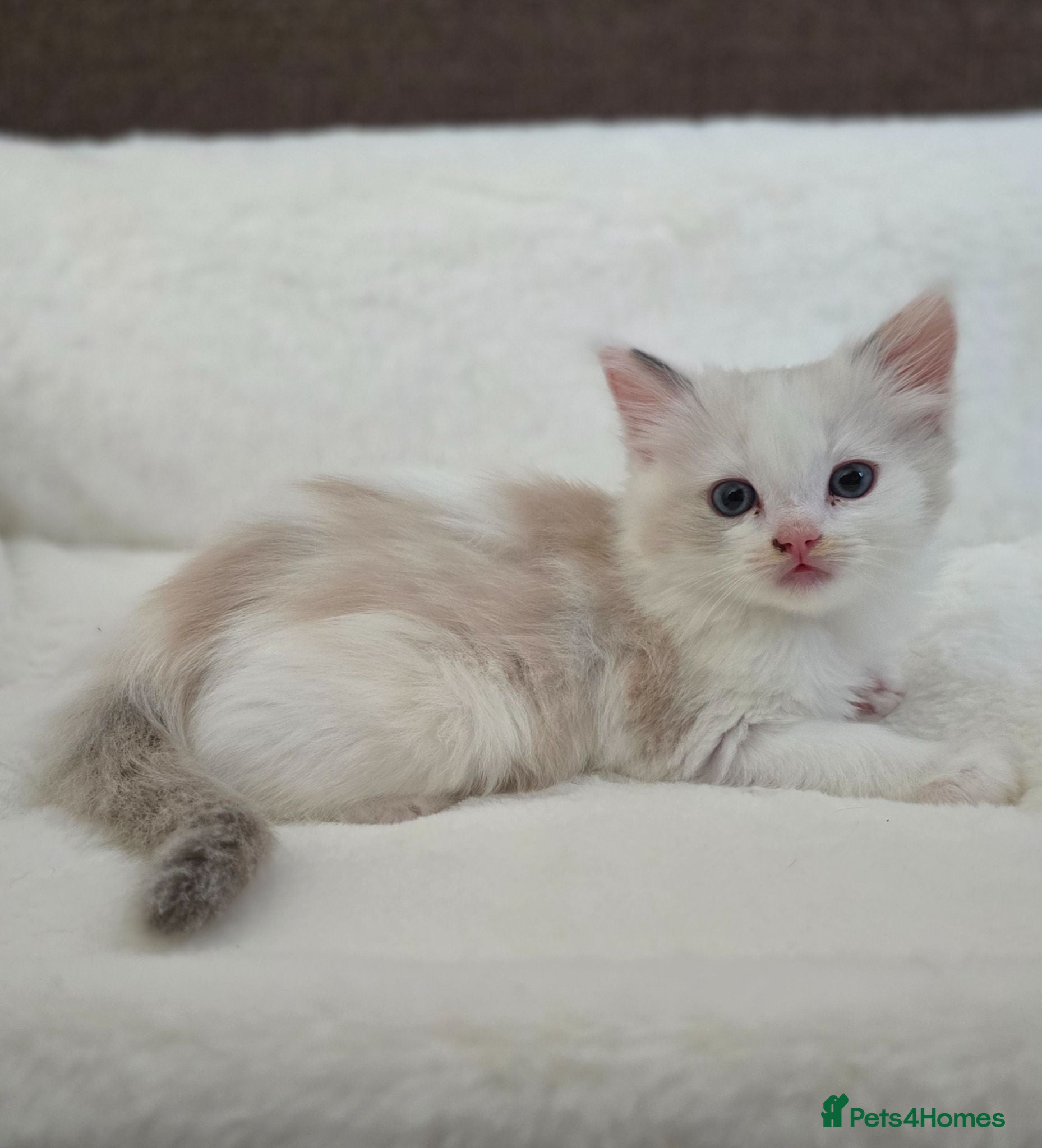 Ragdoll cats Ragdoll kittens looking for loving homes - Advert 4