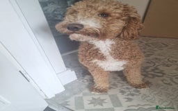 Australian Labradoodle dogs for sale: Australian Labradoodle Puppies  - Advert 16