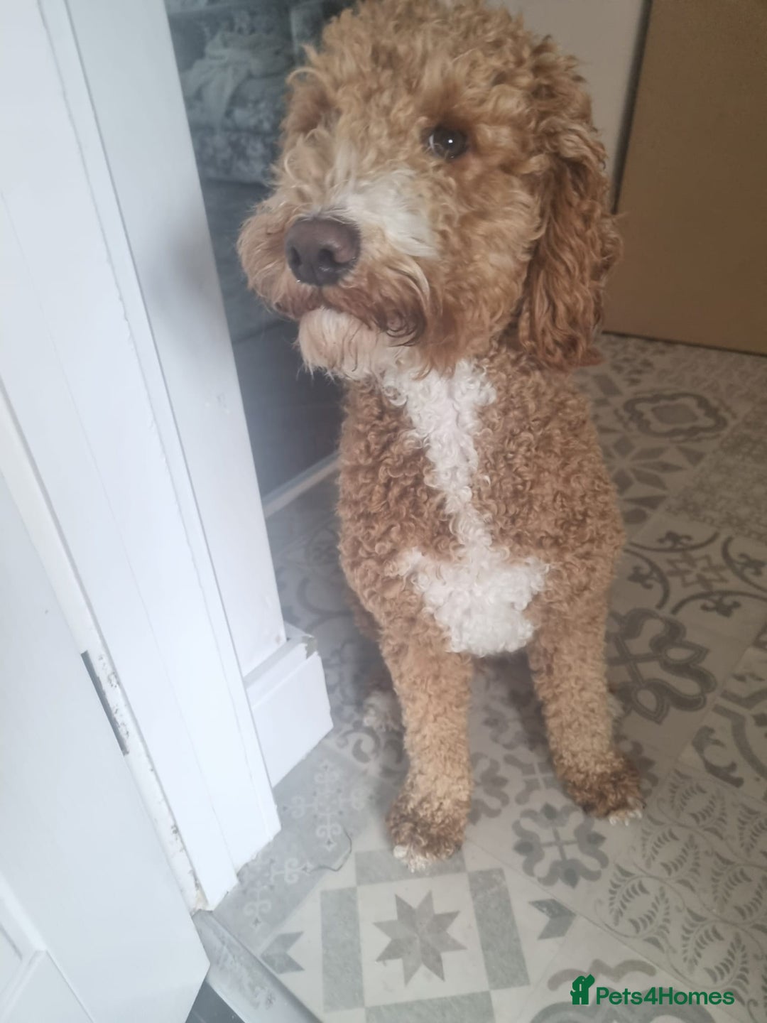 Australian Labradoodle dogs for sale: Australian Labradoodle Puppies  - Advert 16