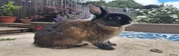 Netherland Dwarf rabbits for sale: Neutered Male Netherland Dwarf 1 year old - Wilf - Advert 13