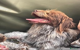 Mixed Breed dogs for sale: Gorgeous German Wirehaired Pointer X puppies  - Image 10