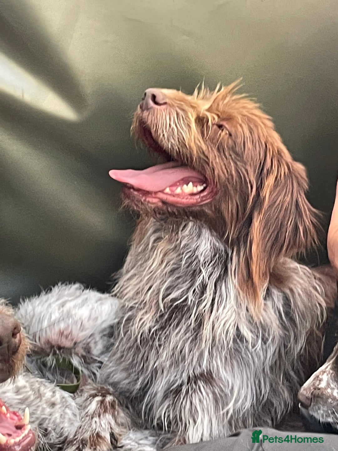 Mixed Breed dogs for sale: Gorgeous German Wirehaired Pointer X puppies  - Image 10