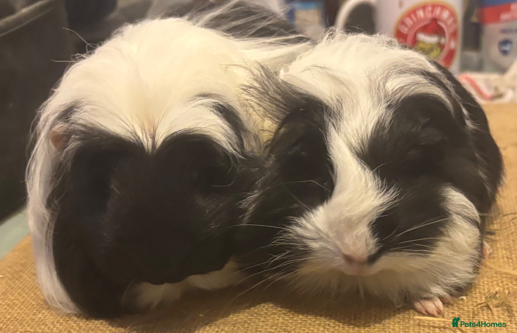 Guinea Pig rodents 2 pairs of longhaired boys for loving homes - Advert 1