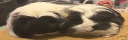 Guinea Pig rodents for sale: 2 pairs of longhaired boys for loving homes - Advert 1