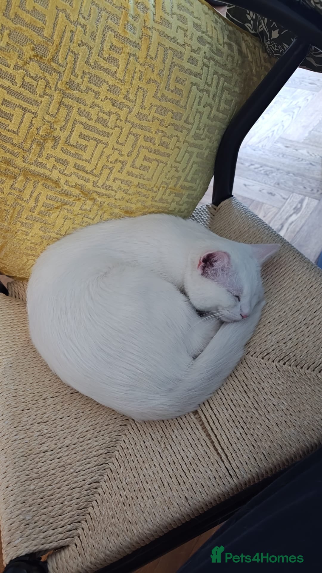 British Shorthair cats for sale: ****** for adoption - Image 1