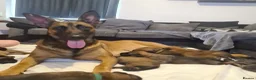 Belgian Shepherd Dog dogs for sale: Belgian malinois x german shepherd  - Advert 17