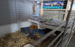 Guinea Pig rodents for sale: Males guinea pigs - Image 6