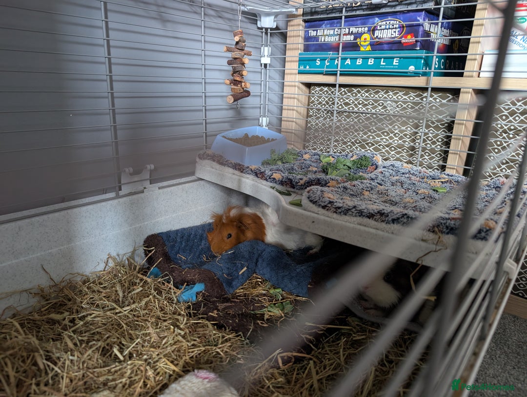 Guinea Pig rodents for sale: Males guinea pigs - Image 6
