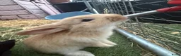 Mixed Breed rabbits for sale: Continental giants x French lop  - Advert 2