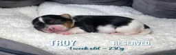 Yorkshire Terrier dogs for sale: Six Adorable Biewer Terrier Puppies! - Advert 12