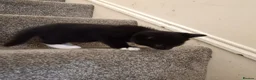 British Longhair cats for sale: 2 male kittens for sale - Advert 5