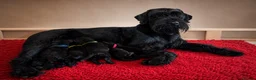 Giant Schnauzer dogs for sale: PrimaVista Giant Schnauzers in Wisbech - Advert 13