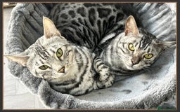 Bengal cats for sale: Silver Spotted Bengal Siblings Haja And Tala - Image 2