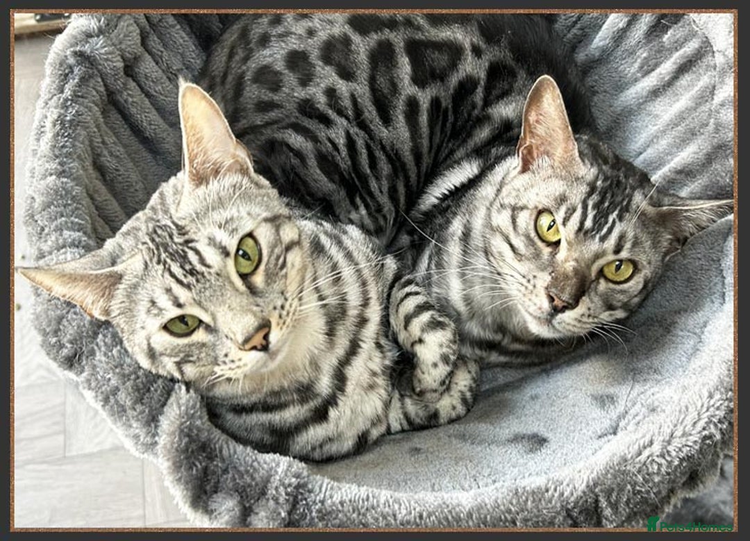 Bengal cats for sale: Silver Spotted Bengal Siblings Haja And Tala - Image 2