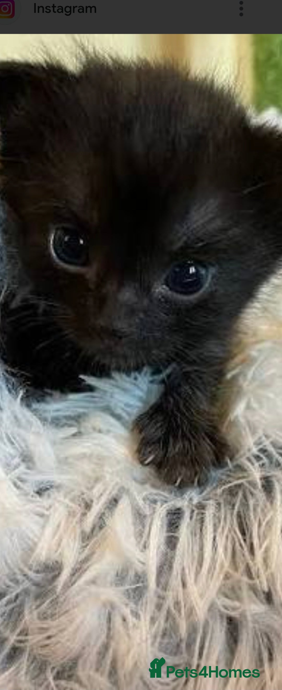 Mixed Breed cats Beautiful kittens, I have both parents  - Advert 6