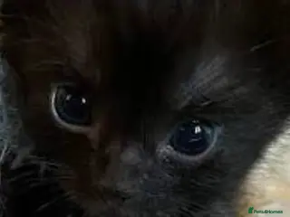 Mixed Breed cats Beautiful kittens, I have both parents - Advert 6