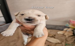 Golden Retriever dogs for sale: Lovely Golden Retriever puppies ❤️  - Image 13