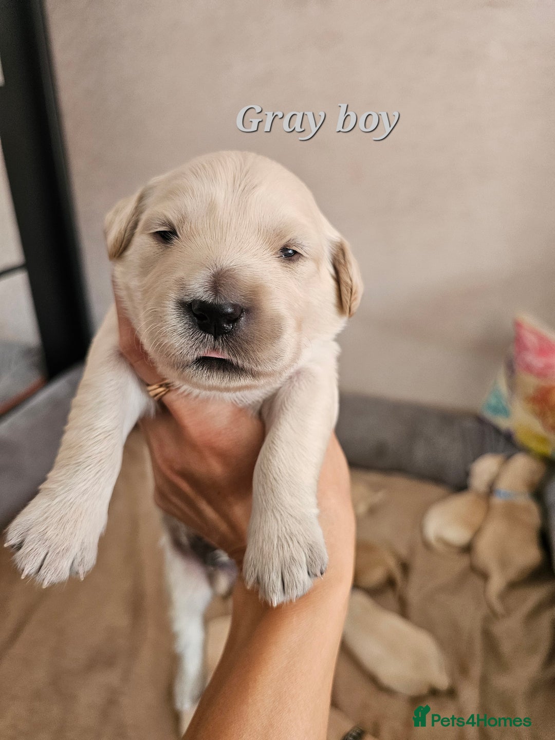Golden Retriever dogs for sale: Lovely Golden Retriever puppies ❤️  - Image 13