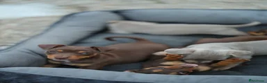 Jack Russell 1