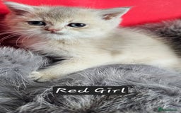 British Shorthair cats for sale: BSH GOLDEN KITTENS - Advert 8