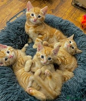 Mixed Breed cats GORGEOUS KITTENS - Advert 6