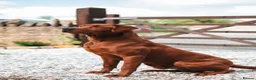 Labrador Retriever dogs for sale: 1x KC Reg Fully Health Tested Clear Active Lab Pup - Advert 5