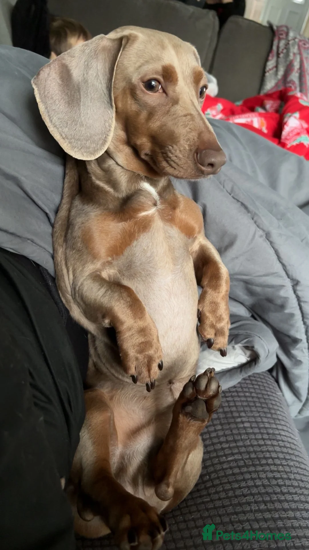 Miniature Dachshund dogs for stud: PROVEN KC Reg Miniature dachshund stud isabellatan - Advert 2