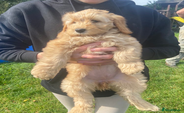 Aussiedoodle dogs - Advert 2