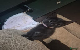 Mixed Breed cats for sale: Adorable black kittens for sale  - Image 4
