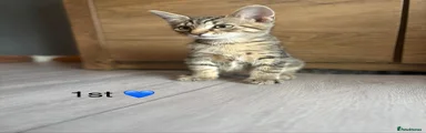 Mixed Breed Kitten 1