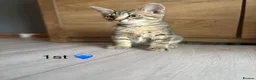 Mixed Breed cats for sale: Kittens  in Grantham - Advert 12
