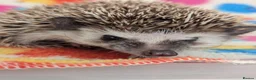 Pygmy Hedgehog rodents for sale: Gorgeous Reduced Hoglets available NOW!!!! - Advert 5