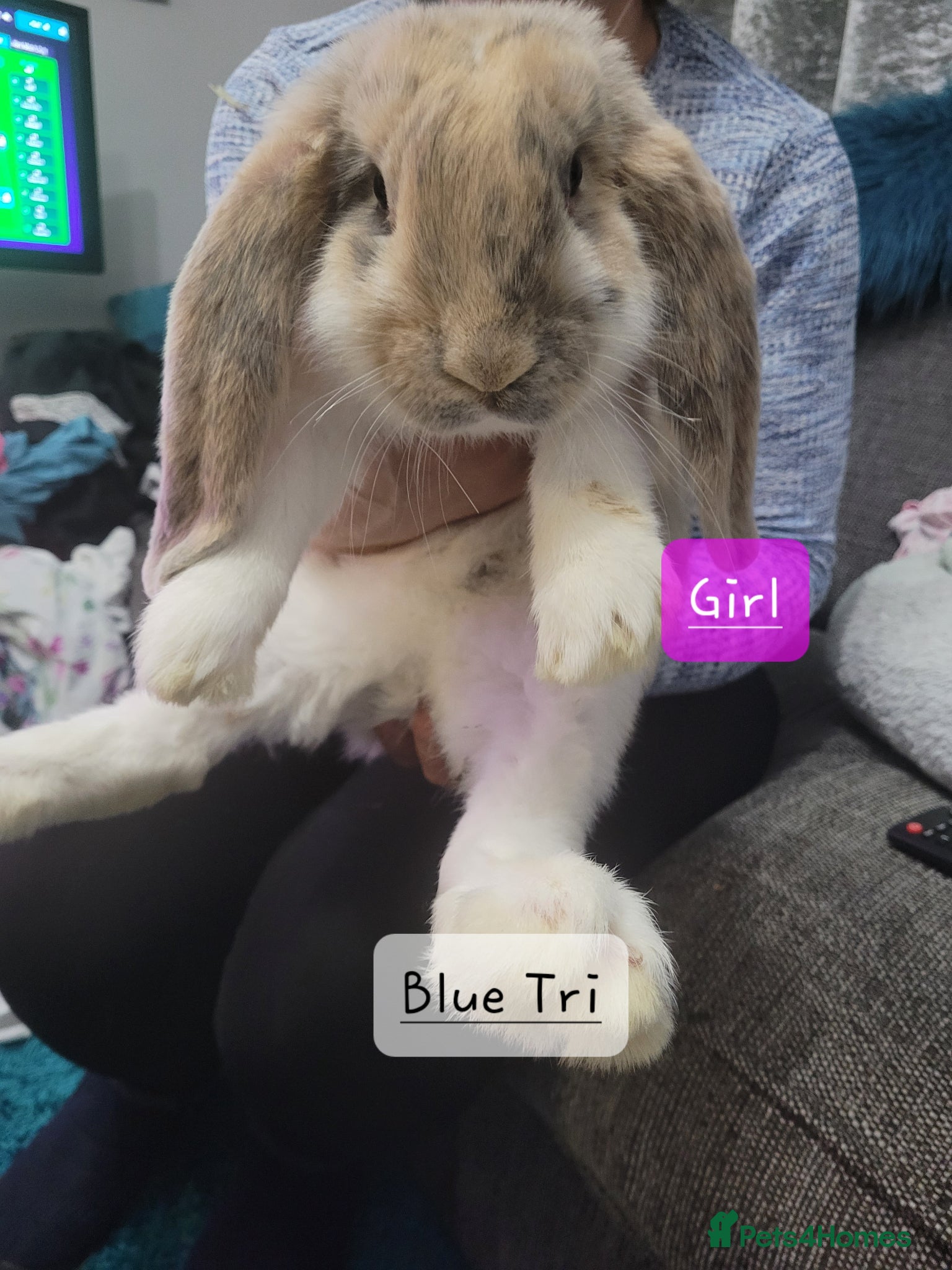 French Lop rabbits Pure Bred French Lop babies vaccinated with Yurvac - Advert 1