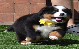 Bernese Mountain Dog dogs for sale: ⭐EXQUISITE IMPORTED LINES KC REGISTERED PUPPIES⭐ - Image 20