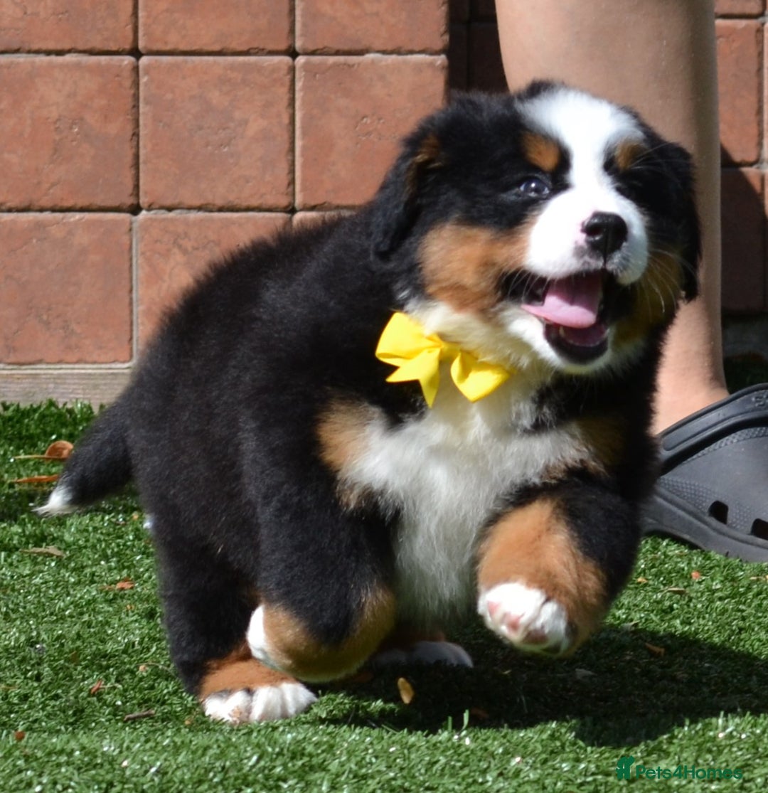 Bernese Mountain Dog dogs for sale: ⭐EXQUISITE IMPORTED LINES KC REGISTERED PUPPIES⭐ - Image 20