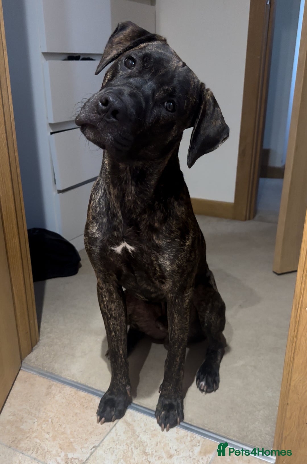 Mixed Breed dogs for sale: Looking for a home  - Image 1