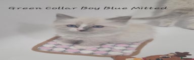 Blue-Dream-Ragdolls Maximus  Green Collar