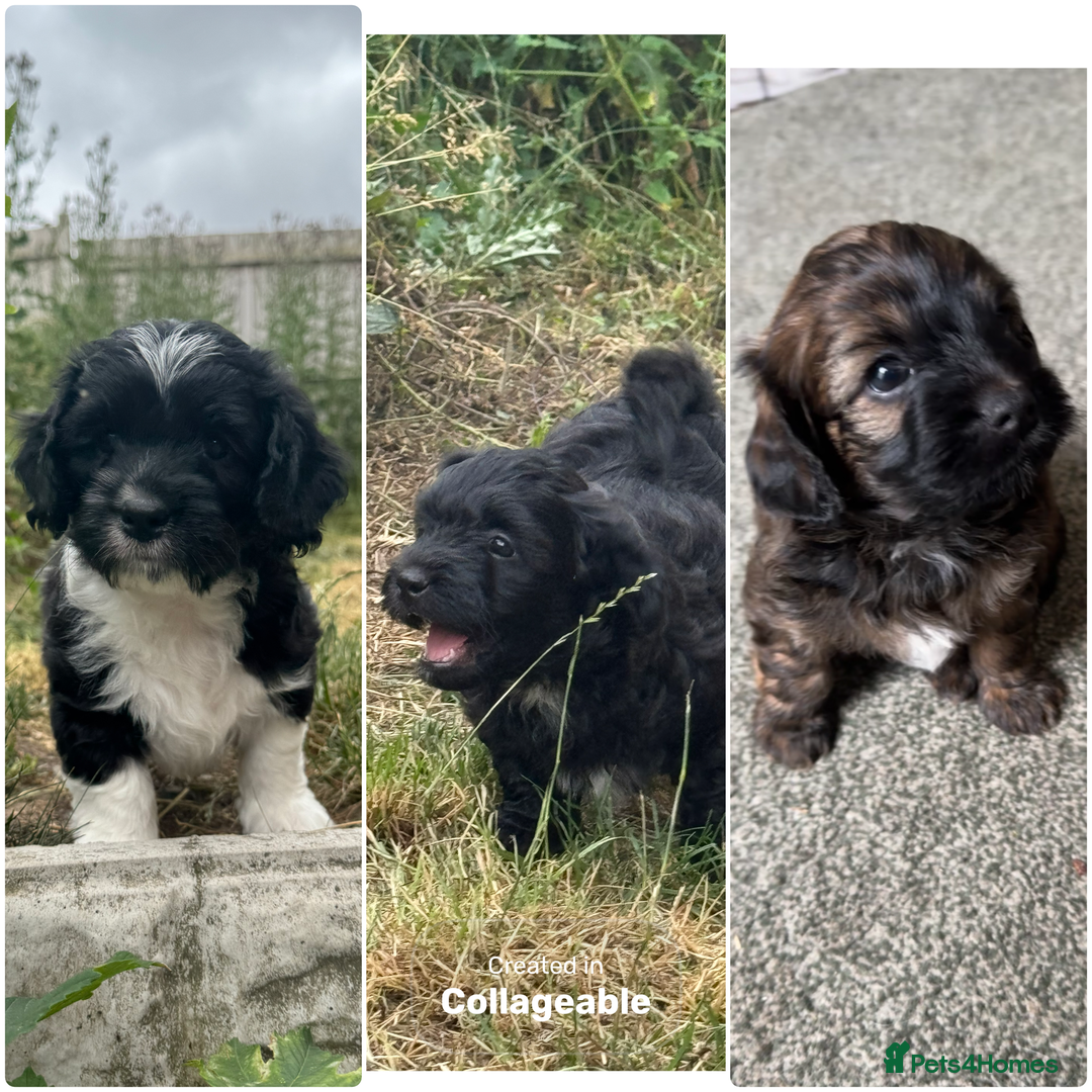 Shihpoo dogs for sale: 4 shihpoo males  in Telford - Image 26