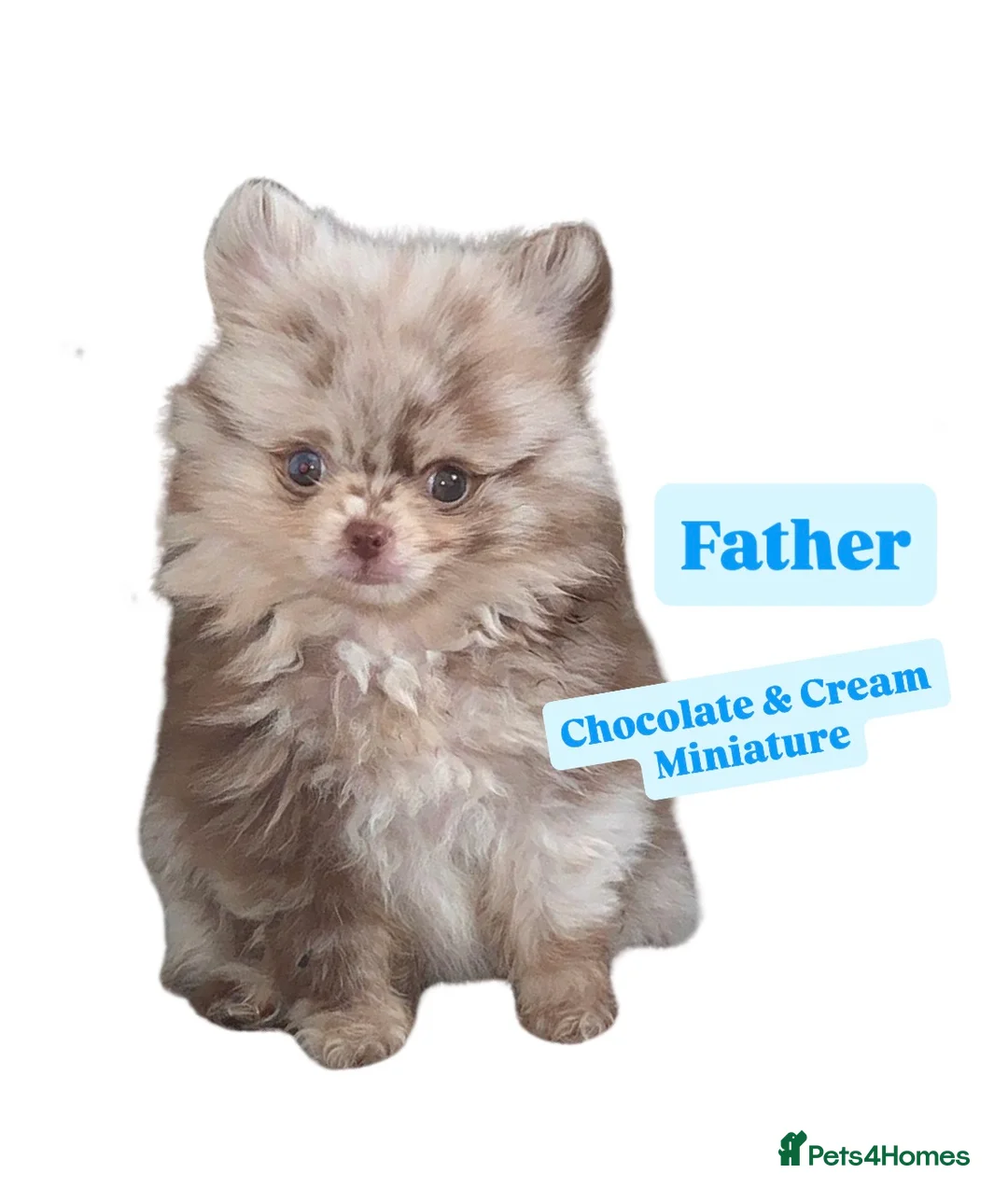 Pomeranian dogs for sale: Miniature Chocolate & Tan Pomeranian💗 - Advert 9