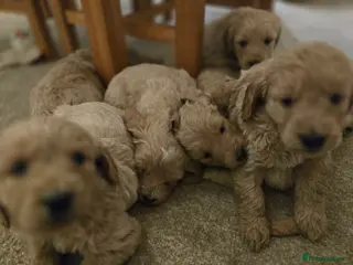Mini Goldendoodle dogs Golden doodles 8 babies - Advert 3