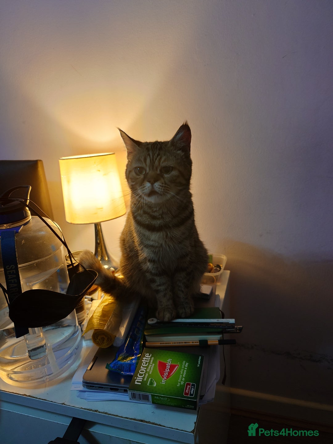 Mixed Breed cats for sale: 6 kittens of a Persian mum with Tuft ears. - Advert 2