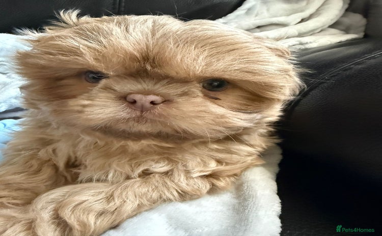 Shih Tzu dogs - Advert 5