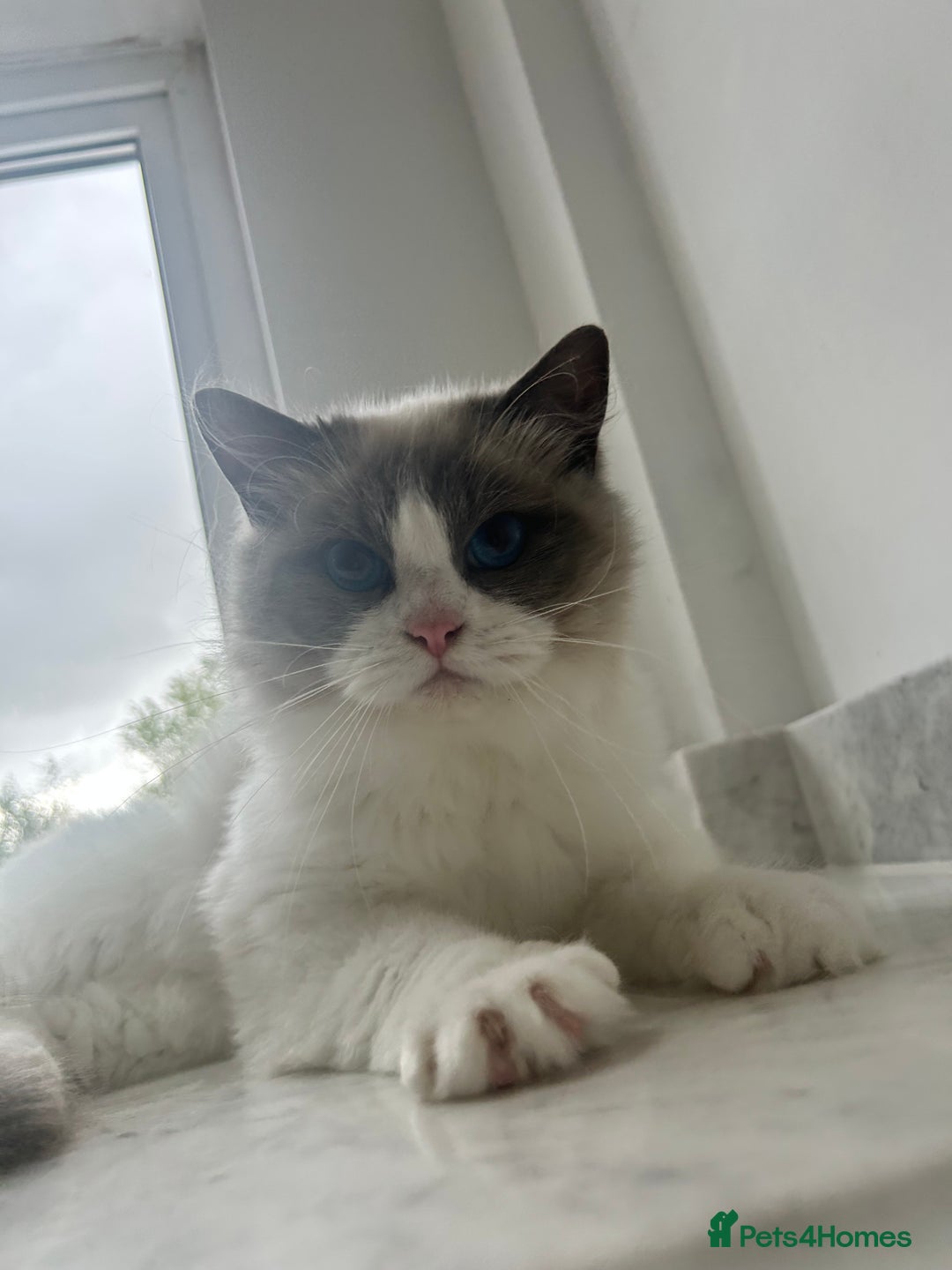 Ragdoll cats for sale: Beautiful Ragdolls Available. - Image 11