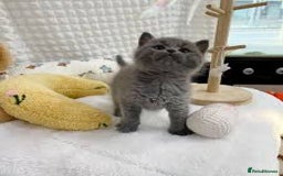 British Shorthair cats for sale: Stunning kittens looking for loving home  - Image 3