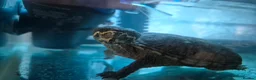 Turtle reptiles for sale: MUSK TURTLE FOR SALE FEMALE 5 YEAR OLD in Preston - Advert 3