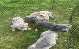 Cane Corso dogs for sale: Cane corso pups  - Image 7