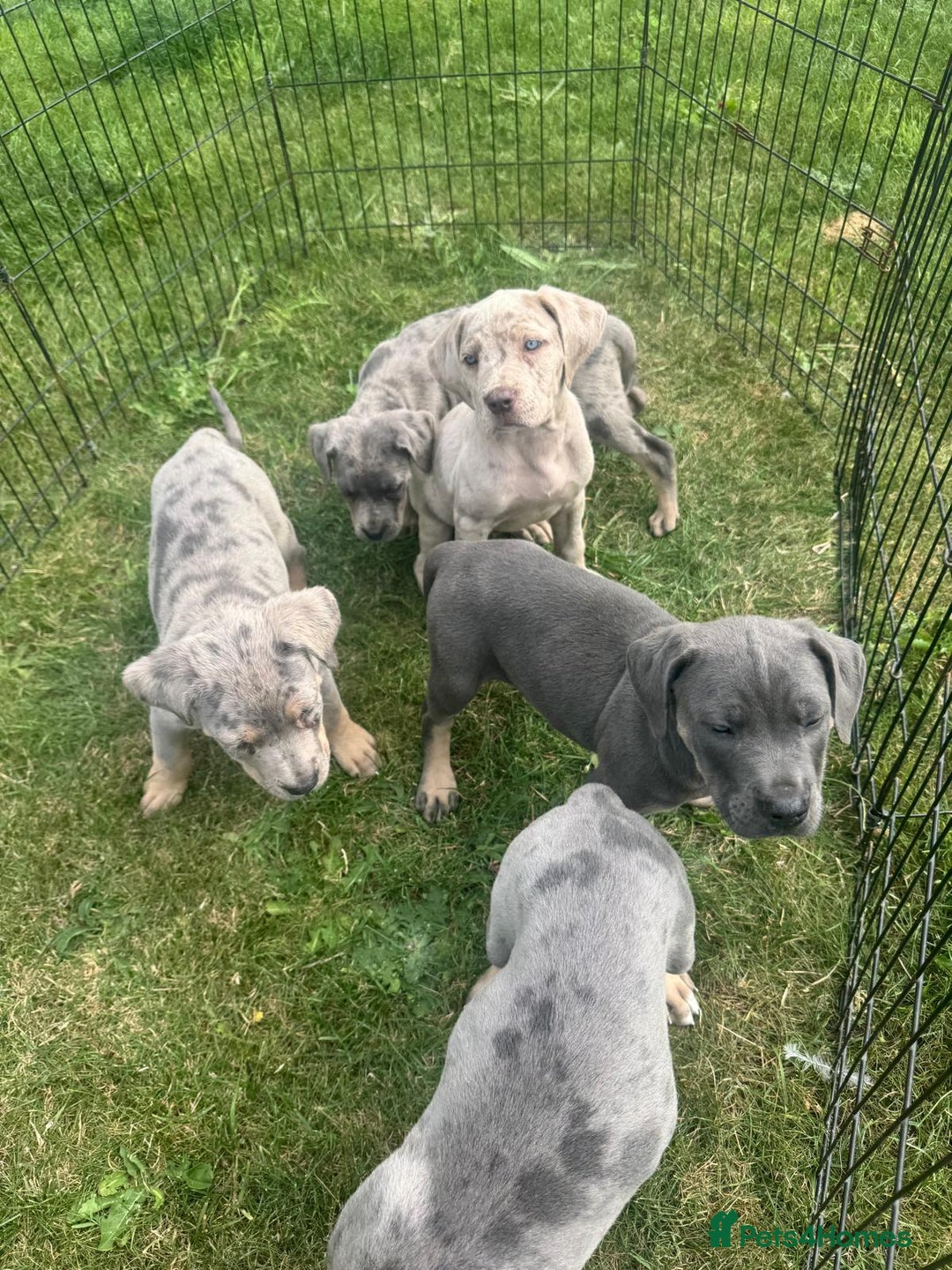Cane Corso dogs for sale: Cane corso pups  - Image 7