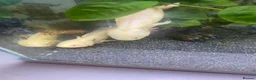 Axolotl reptiles for sale: Male and Female axolotls FULL TANK SETUP - Advert 2