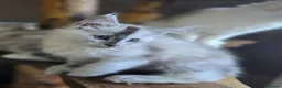 Maine Coon cats for sale: Stunning registered Maine Coon kittens - Advert 8