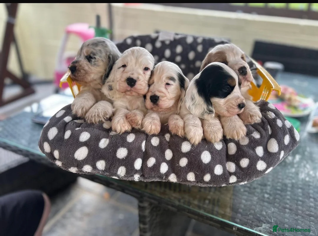 Cocker Spaniel dogs for stud: Blue Roan and Tan Show Cocker Spaniel  - Advert 11